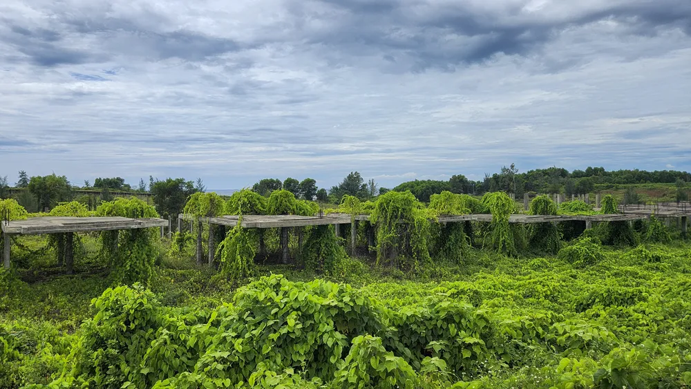 cay-co-phu-kin-du-an-khu-do-thi-sinh-thai-bien-gan-500-ti (14).jpg