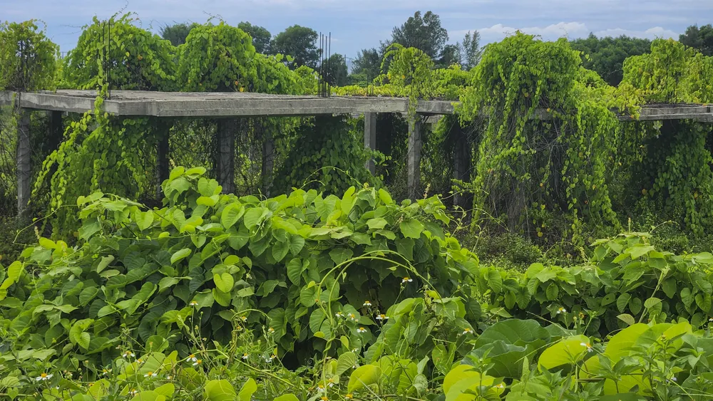 cay-co-phu-kin-du-an-khu-do-thi-sinh-thai-bien-gan-500-ti (8).jpg