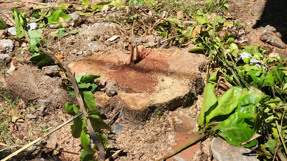 vi-sao-hang-loat-cay-xanh-o-tp-dong-ha-bi-don-ha (1).jpg