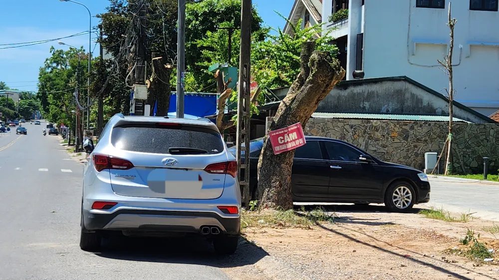 vi-sao-hang-loat-cay-xanh-o-tp-dong-ha-bi-don-ha (11).jpg