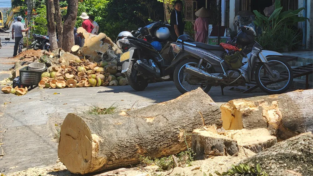 vi-sao-hang-loat-cay-xanh-o-tp-dong-ha-bi-don-ha (15).jpg