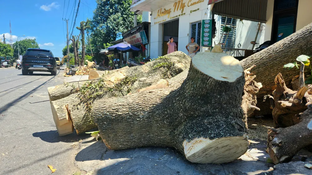 vi-sao-hang-loat-cay-xanh-o-tp-dong-ha-bi-don-ha (3).jpg