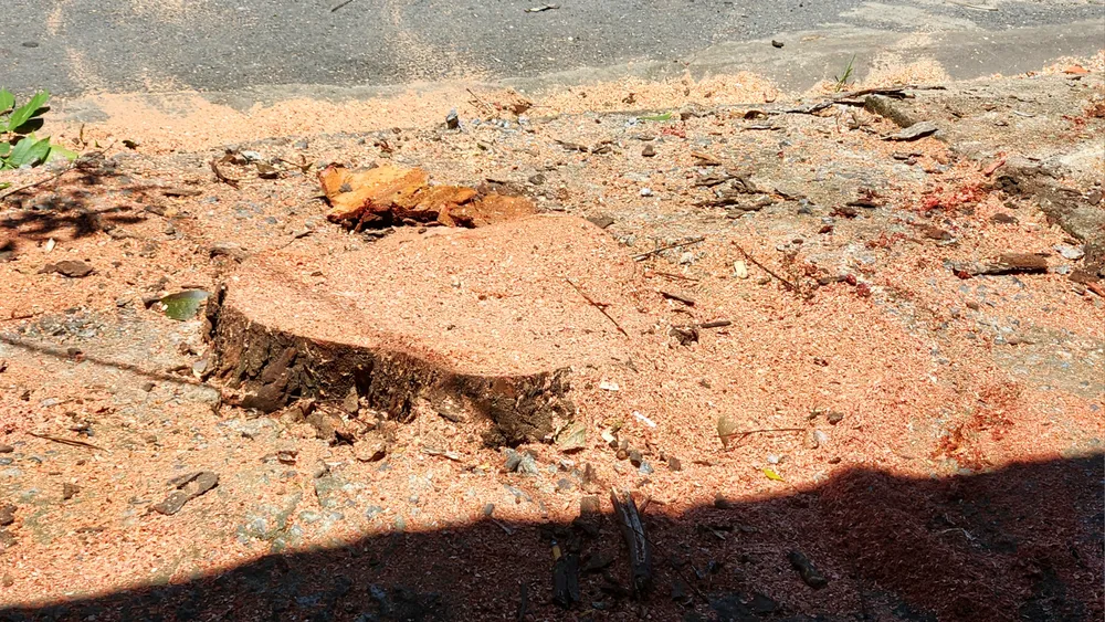 vi-sao-hang-loat-cay-xanh-o-tp-dong-ha-bi-don-ha (6).jpg