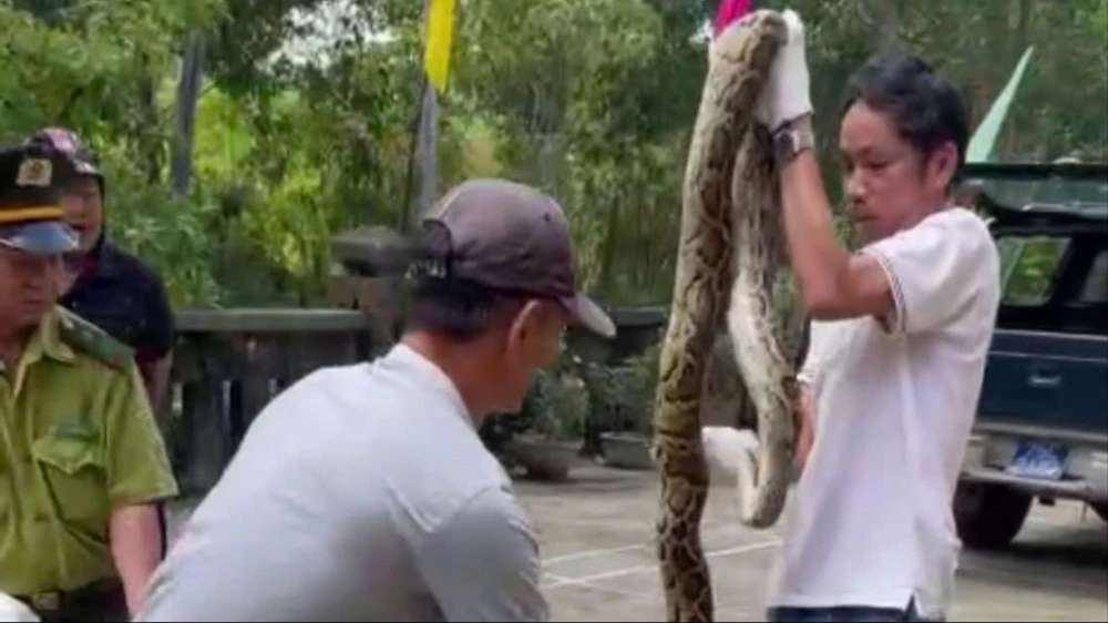 Phát hiện con trăn gấm nặng 10kg khi đánh bắt thủy sản