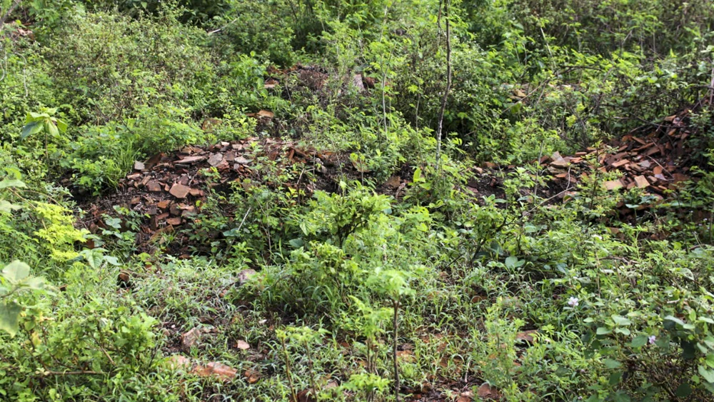 can-canh-dien-tho-me-vua-gia-long-truoc-khi-duoc-trung-tu (3).jpg