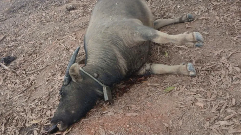 20 con trâu chết trong rừng