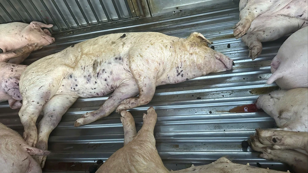 phat-hien-9-con-heo-chet-khong-ro-nguon-o-quang-tri.jpg