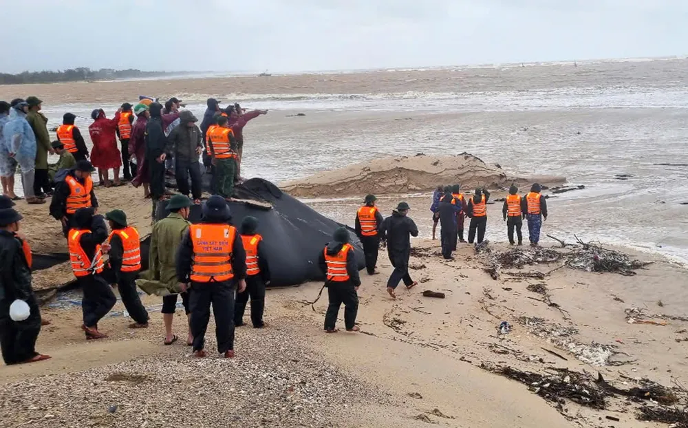 2 tàu cá TP.HCM gặp nạn khi vào trú bão ở Quảng Trị