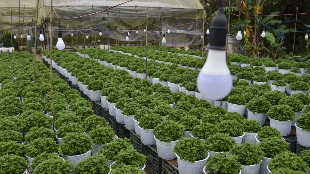 bo-dai-trong-ngan-nong-dan-hue-nom-nop-so-ba-chang-tha (11).jpg