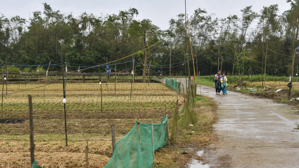 bo-dai-trong-ngan-nong-dan-hue-nom-nop-so-ba-chang-tha (15).jpg