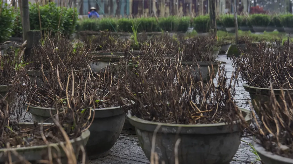 bo-dai-trong-ngan-nong-dan-hue-nom-nop-so-ba-chang-tha (17).jpg