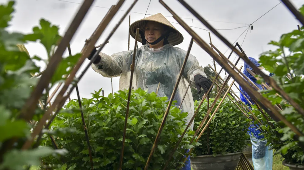 bo-dai-trong-ngan-nong-dan-hue-nom-nop-so-ba-chang-tha (19).jpg