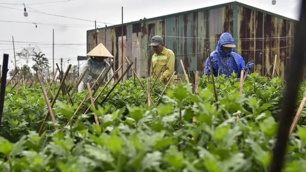 bo-dai-trong-ngan-nong-dan-hue-nom-nop-so-ba-chang-tha (20).jpg
