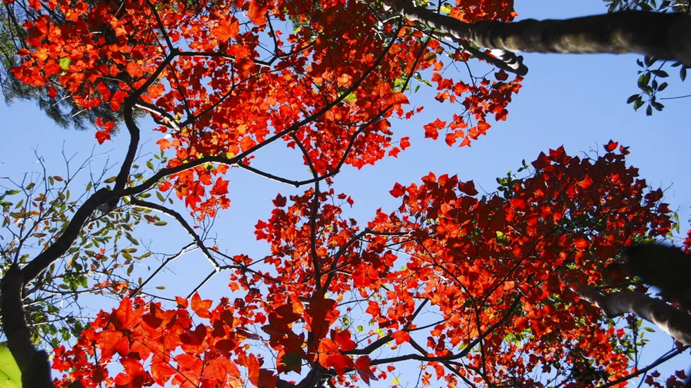 muc-so-thi-kho-bau-xanh-giup-vuon-quoc-gia-bach-ma-thanh-di-san-asean (1).jpg