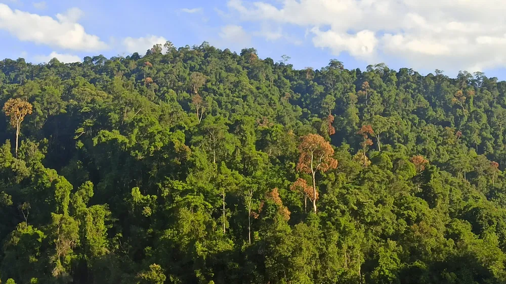 muc-so-thi-kho-bau-xanh-giup-vuon-quoc-gia-bach-ma-thanh-di-san-asean (25).jpg