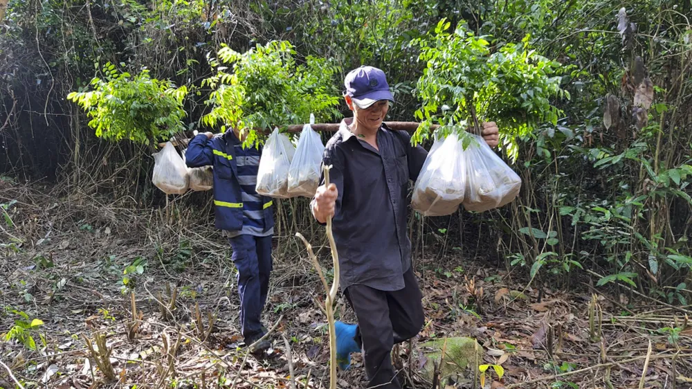 muc-so-thi-kho-bau-xanh-giup-vuon-quoc-gia-bach-ma-thanh-di-san-asean (6).jpg