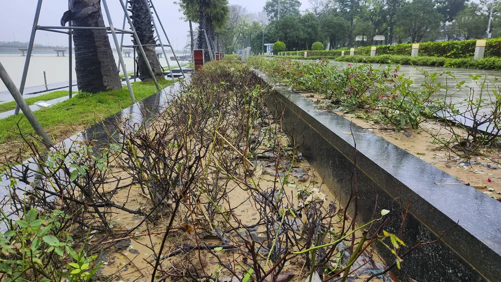 san-khau-lat-go-lim-29-ti-dong-tren-song-huong-bien-thanh-ho-bun-sau-lu (12).jpg