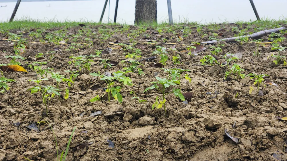 san-khau-lat-go-lim-29-ti-dong-tren-song-huong-bien-thanh-ho-bun-sau-lu (13).jpg