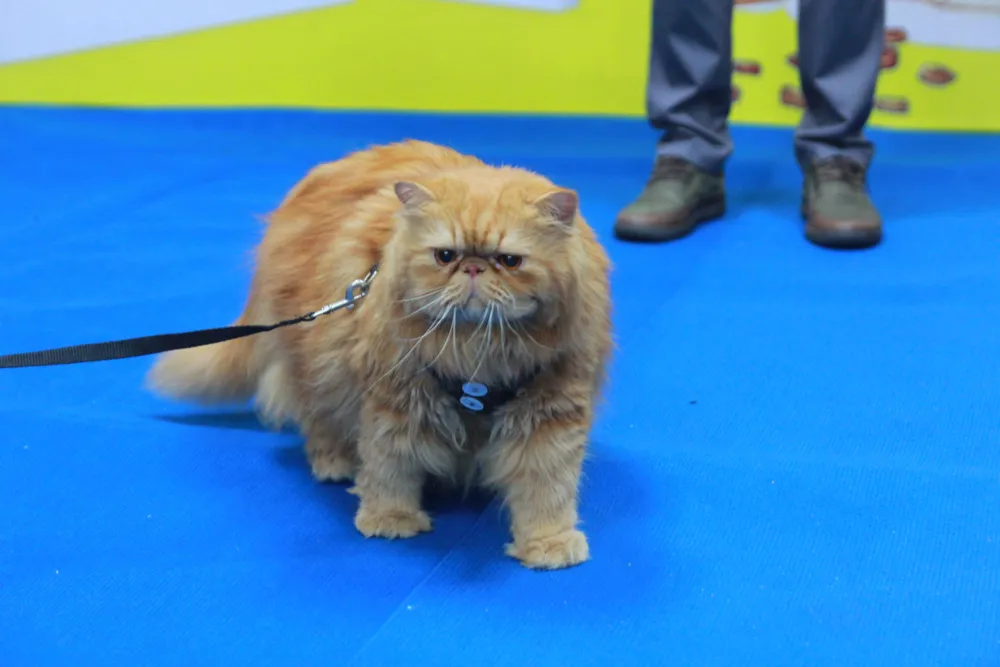 Chú mèo Joni, nhân vật chính trong tác phẩm của nhà báo Nguyễn Khắc Cường. Ảnh: BTC. Chú mèo Joni, nhân vật chính trong tác phẩm của nhà báo Nguyễn Khắc Cường. Ảnh: BTC.