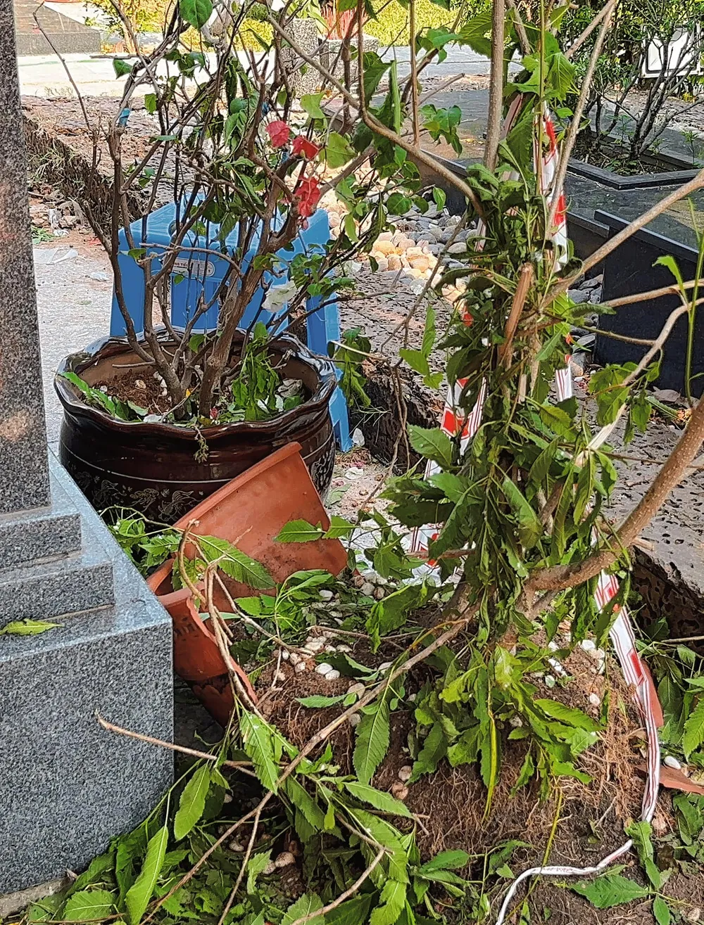 Chậu cây tại mộ NS Thanh Kim Huệ vỡ sau đám tang NSƯT Vũ Linh. Ảnh: FBNV