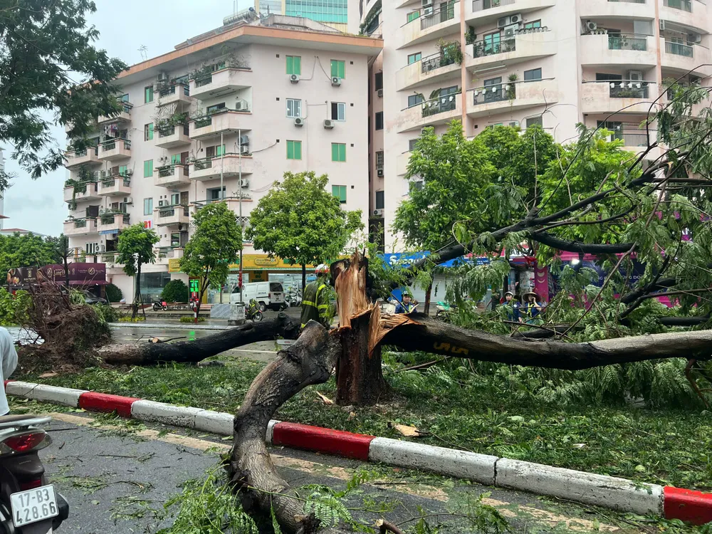 Một cây bị gãy trên phố Trần Đăng Ninh - Cầu Giấy - Hà Nội đang được nhân viên công ty cây xanh xử lý - Ảnh: NGỌC DIỆP Hanoi1.jpg