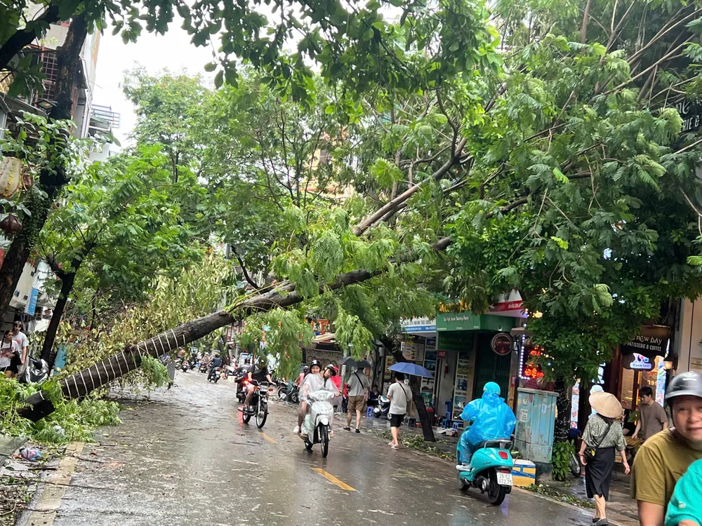 Cây đổ chắn ngang đường trên phố Hàng Điếu - Hà Nội - Ảnh: NGỌC DIỆP bão số 3