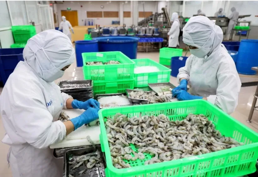 Sơ chế tôm xuất khẩu tại Công ty Phát triển Kinh tế Duyên Hải - COFIDEC, huyện Bình Chánh, Thành phố Hồ Chí Minh. (Ảnh: TTXVN) 2810F.jpg