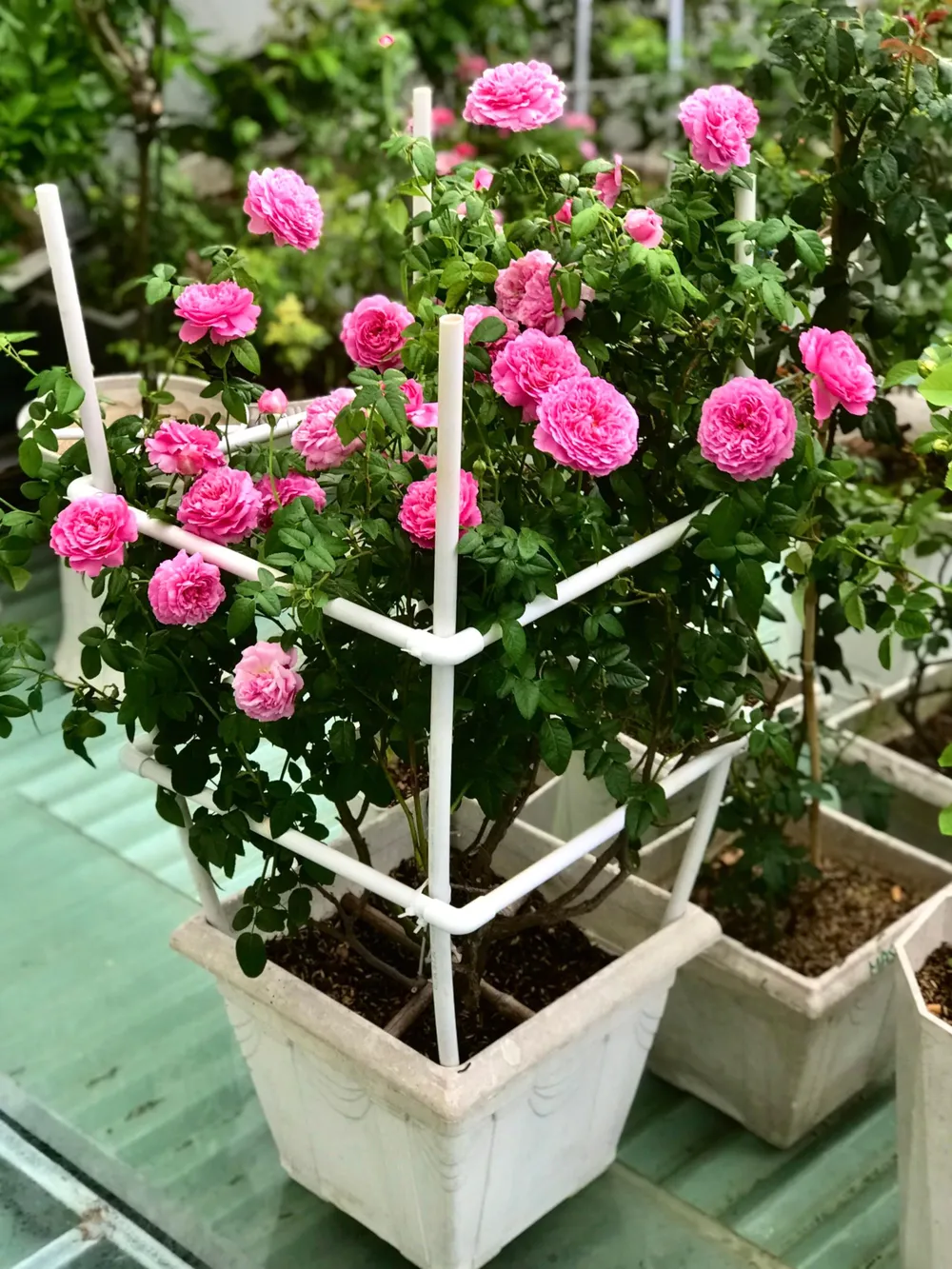 Chia sẻ về cách để có hoa nở quanh năm, ông Long cho biết: “Mỗi đợt tôi chỉ cho 10 cây ra hoa, hết 10 cây này lại đến 10 cây khác, xoay vòng như vậy sẽ luân phiên có hoa để ngắm”.