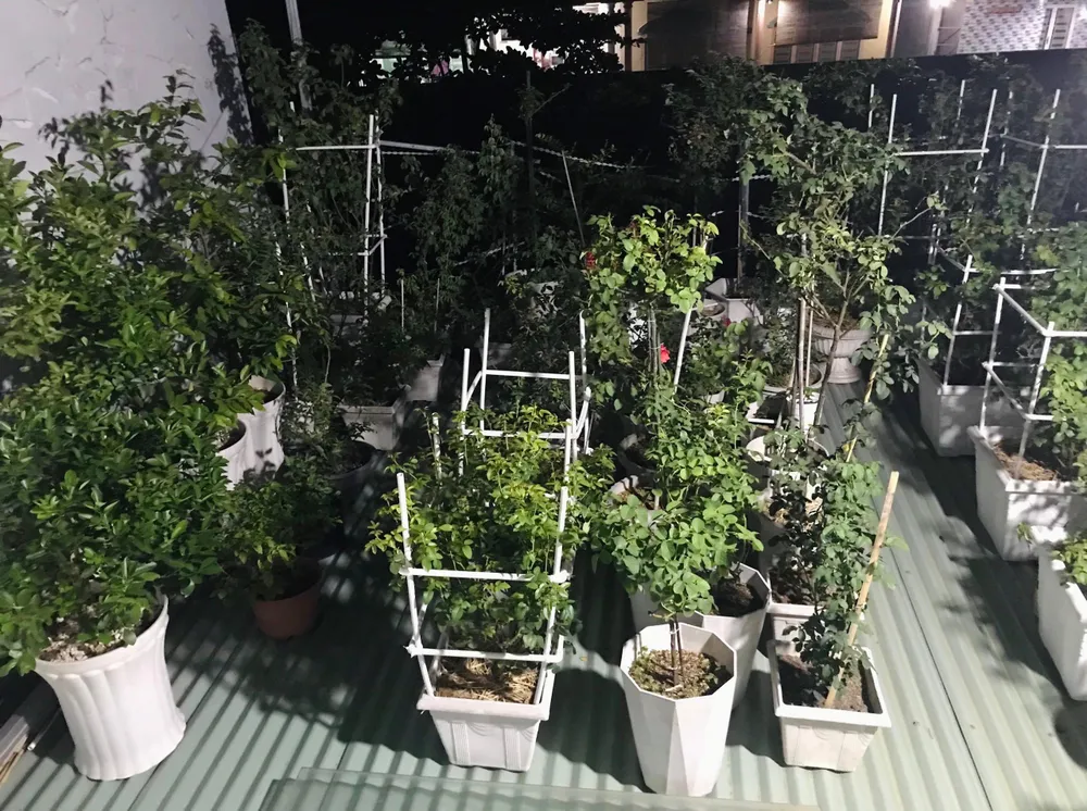 Ông chia sẻ: “Giai đoạn đó có khi tôi chăm cây đến 2 giờ sáng mới ngủ, suốt nhiều ngày liên tục”.