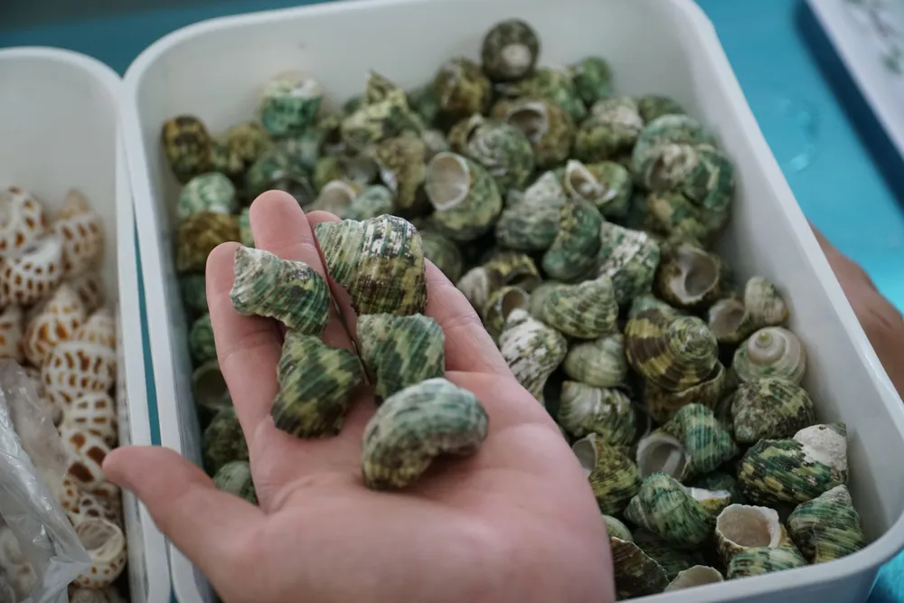 Để có các vỏ ốc rỗng cho cua thay đổi khi cần, anh Phú sưu tầm từ các khu chợ ở biển, các xưởng mỹ nghệ. Để có các vỏ ốc rỗng cho cua thay đổi khi cần, anh Phú sưu tầm từ các khu chợ ở biển, các xưởng mỹ nghệ.