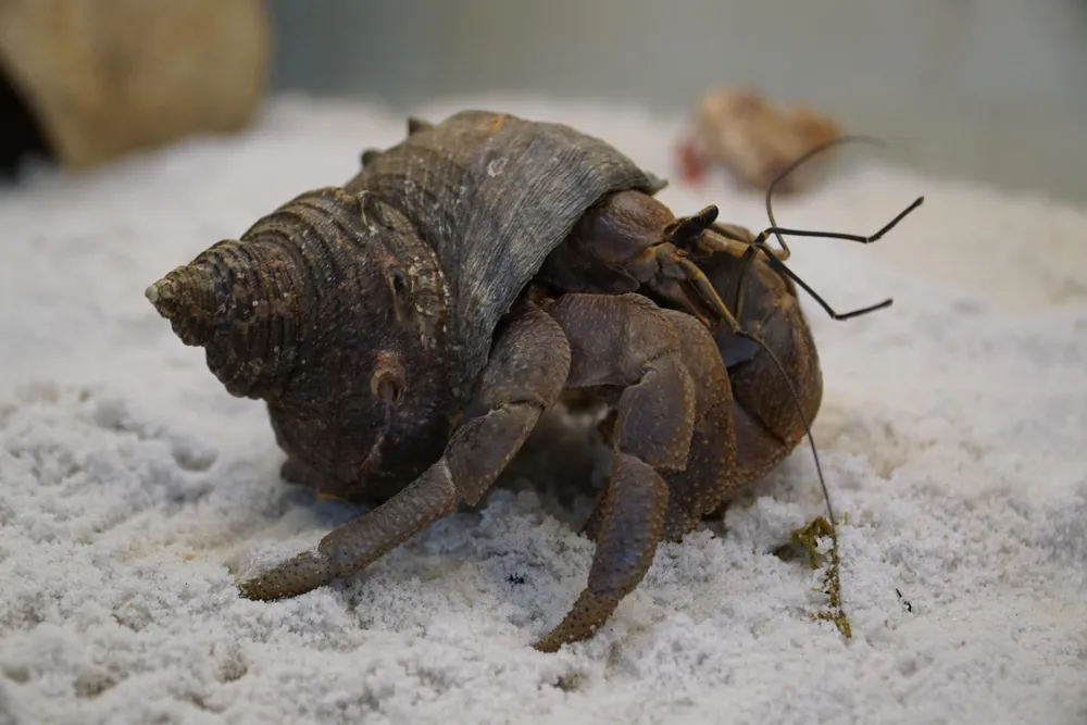 Giống cua Brevi có kích thước to nhất trong các loài cua ẩn sĩ tại Việt Nam, với những người nuôi cua, giống này được gọi là King of Crabs. Giống cua Brevi có kích thước to nhất trong các loài cua ẩn sĩ tại Việt Nam, với những người nuôi cua, giống này được gọi là King of Crabs.