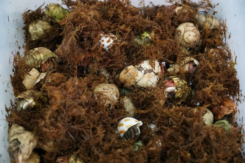 Anh Phú lót một lớp xơ dừa có xịt nước muối để tạo độ ẩm, làm môi trường cho cua sinh sống. Anh Phú lót một lớp xơ dừa có xịt nước muối để tạo độ ẩm, làm môi trường cho cua sinh sống.