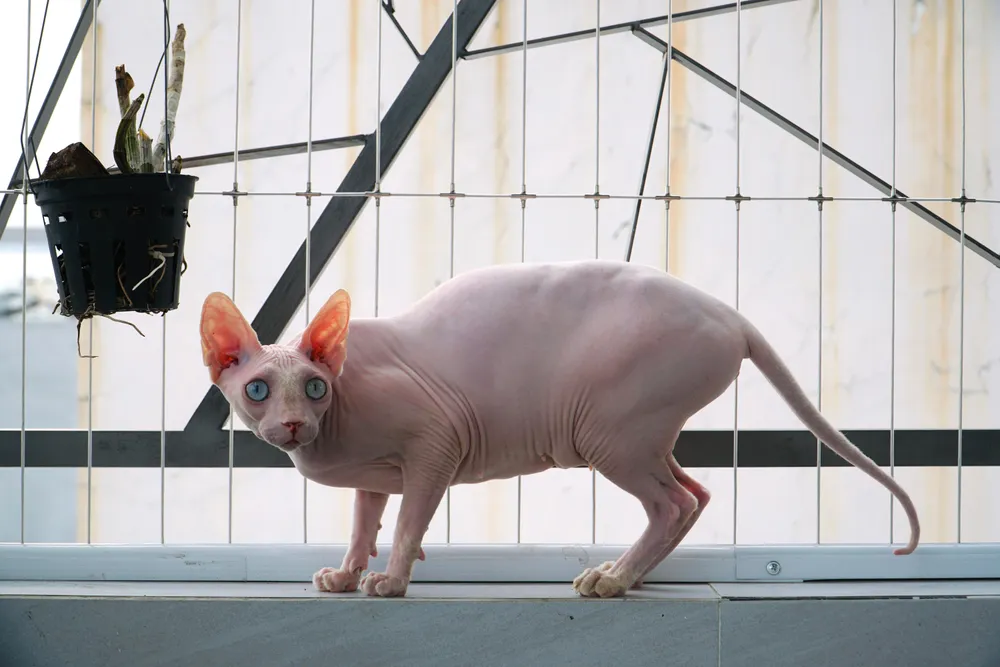 Bé mèo Rose. Theo chủ nhân chia sẻ, bé rất thích gấu bông, đi đâu chơi thấy gấu bông là bé cũng tha về chỗ ở của mình.