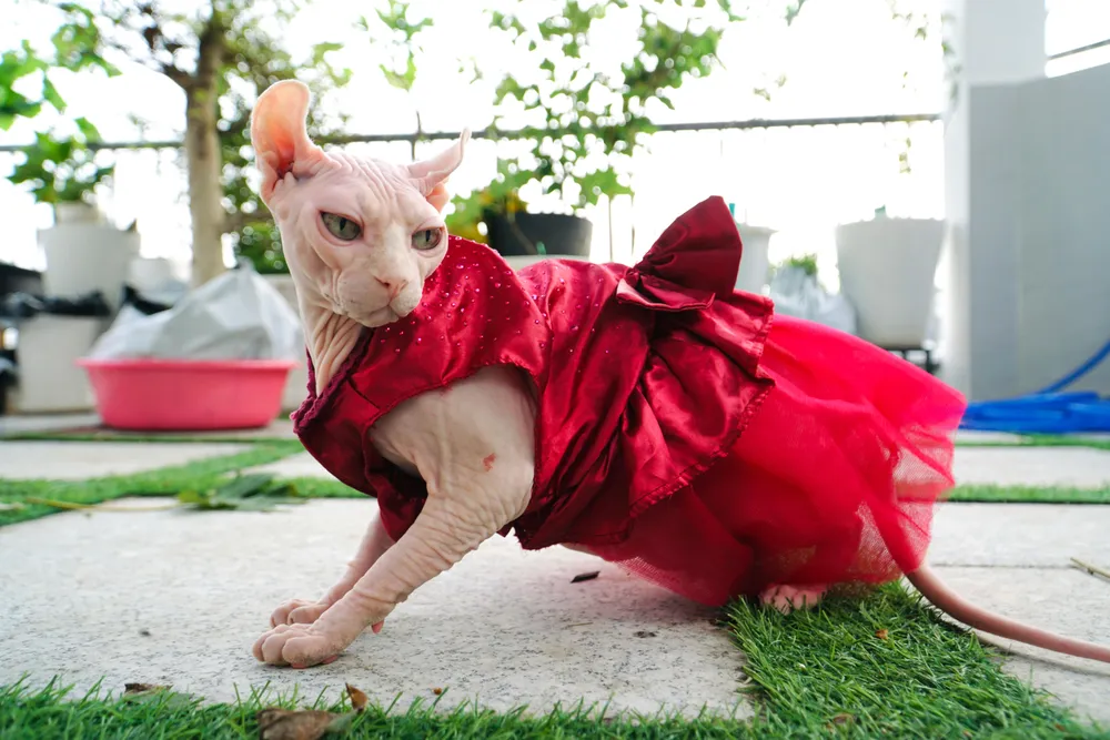 Hiện tại sức khỏe của bé Zala đã ổn định và sinh hoạt bình thường như bao bé mèo khác.