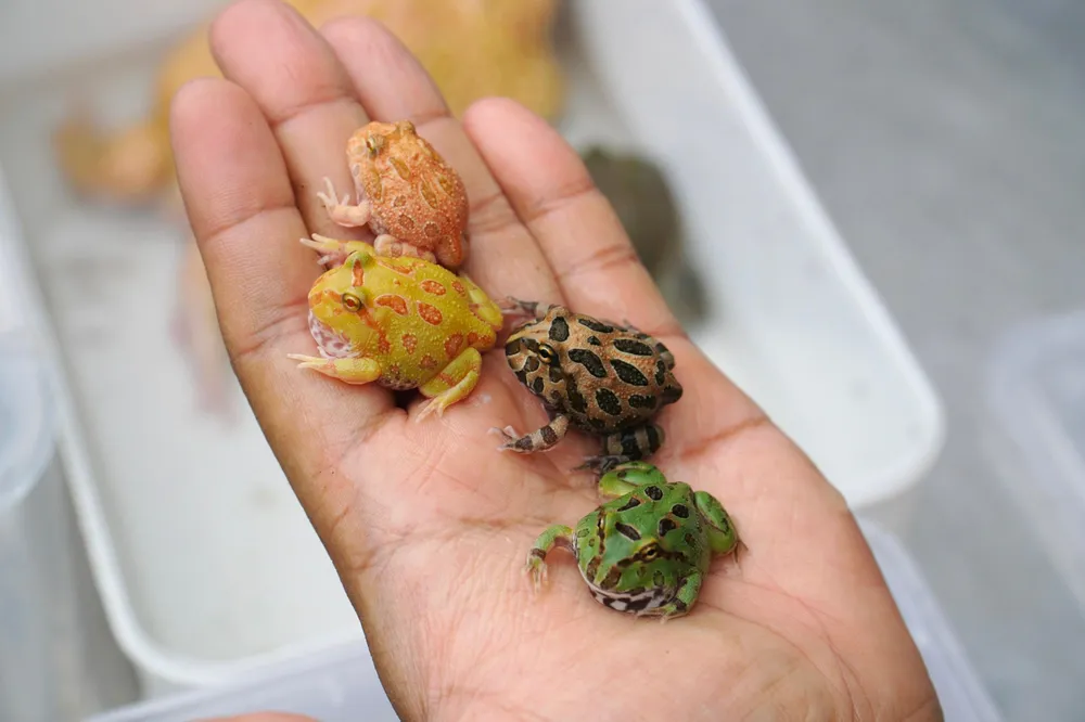 Loài vật này có bản tính thân thiện, khá nhút nhát, hiền lành và không có nọc độc.