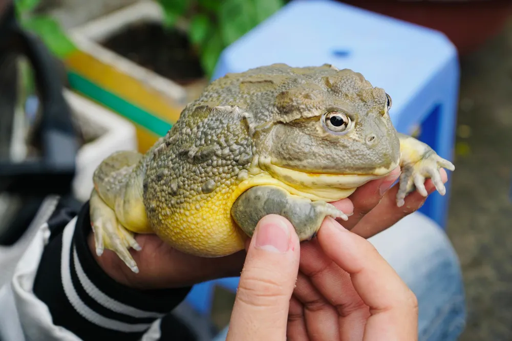 Ếch cảnh rất nhanh lớn và có tuổi thọ cao so với một số loài lưỡng cư khác. Nếu được nuôi dưỡng tốt, một con ếch cảnh có thể thọ đến 15 năm.