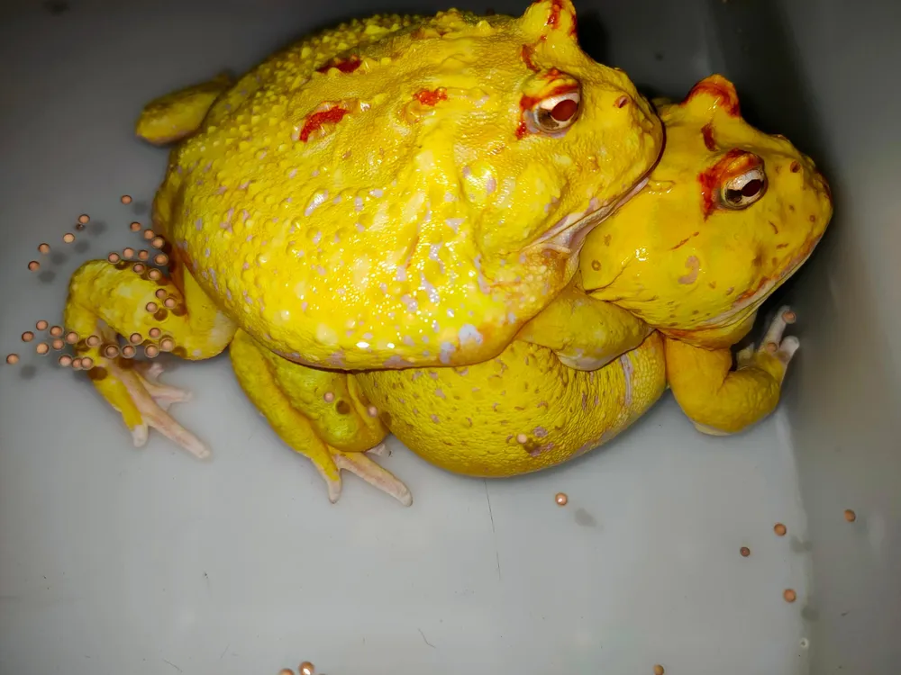 Mỗi năm ếch sẽ sinh sản vào đầu mùa xuân và sẽ thực hiện ngủ đông trong khoảng 2 tháng trước khi vào mùa.