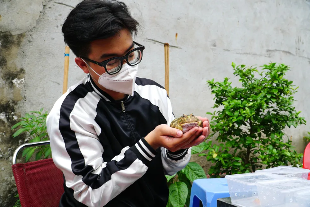 Bắt đầu nuôi ếch cách đây vài tháng, anh Nguyễn Minh Huy (ngụ quận Gò Vấp, TP.HCM) chia sẻ: “Hiện tôi đang sở hữu 2 giống ếch pacman và bullfrog. Tôi đã tìm hiểu qua nhiều loài vật khác, riêng với ếch tôi thấy dễ nuôi, không gây ồn ào, không độc hại nên quyết định chăm làm thú cưng trong nhà”.