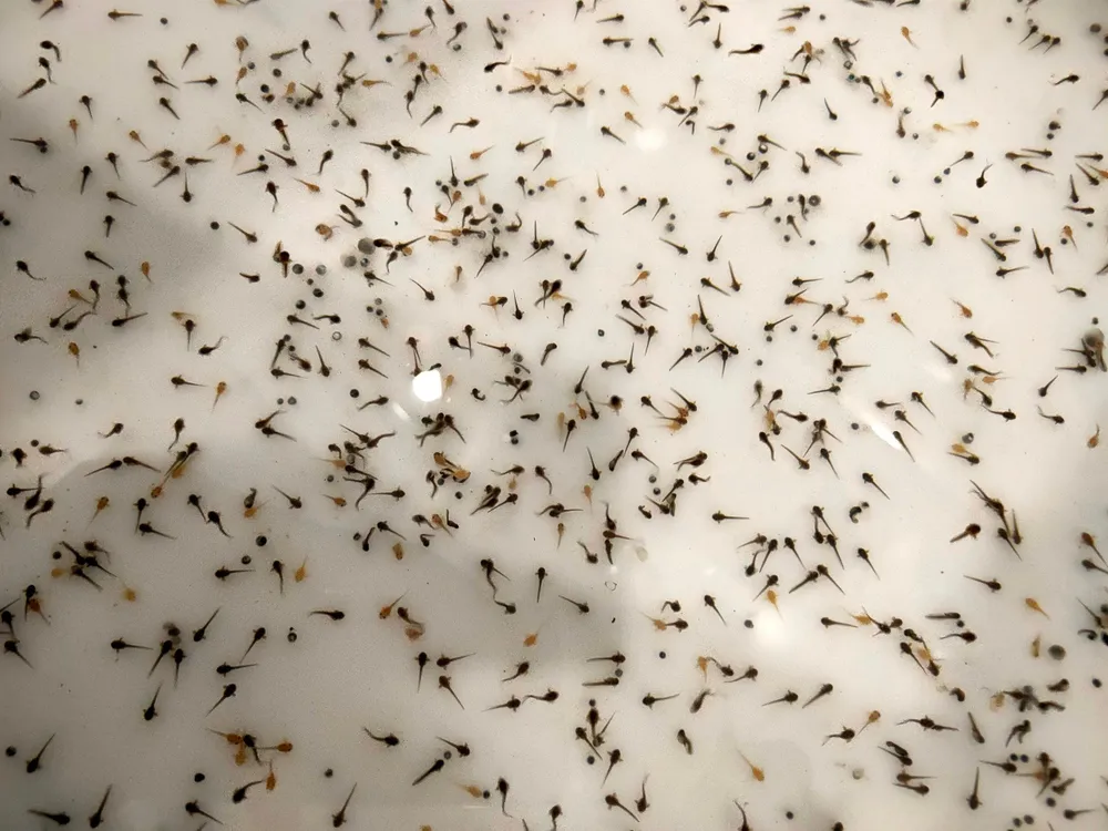 Sau khoảng thời gian ngắn từ 18 đến 24 tiếng, trứng sẽ nở thành nòng nọc. Quá trình từ nòng nọc thành ếch sẽ mất từ 2 đến 3 tuần.