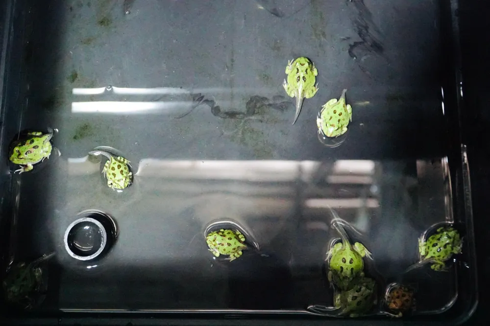 Người nuôi cần lưu ý không nên nhốt chung các ếch con và ếch trưởng thành trong một chuồng bởi chúng có thể ăn thịt lẫn nhau.