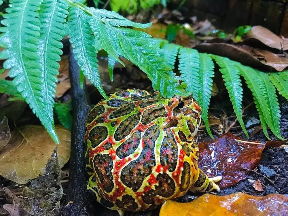 Giống ếch Ornate Pacman, có giá từ 3- 5 triệu đồng/ con.