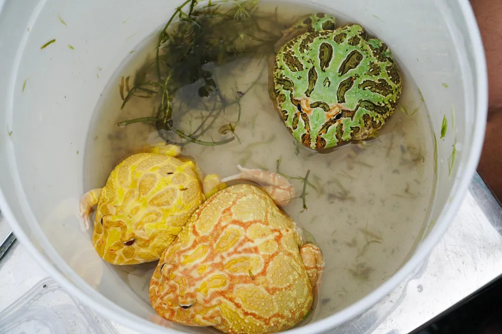 Những bạn trẻ nuôi ếch cho biết, về chuồng nuôi không tốn kém đầu tư nhiều, chỉ cần một hộp nhựa thêm một ít nước để tạo độ ẩm là ếch đã có thể sống khoẻ mạnh. Trung bình sẽ thay nước từ 2-3 lần/ tuần.