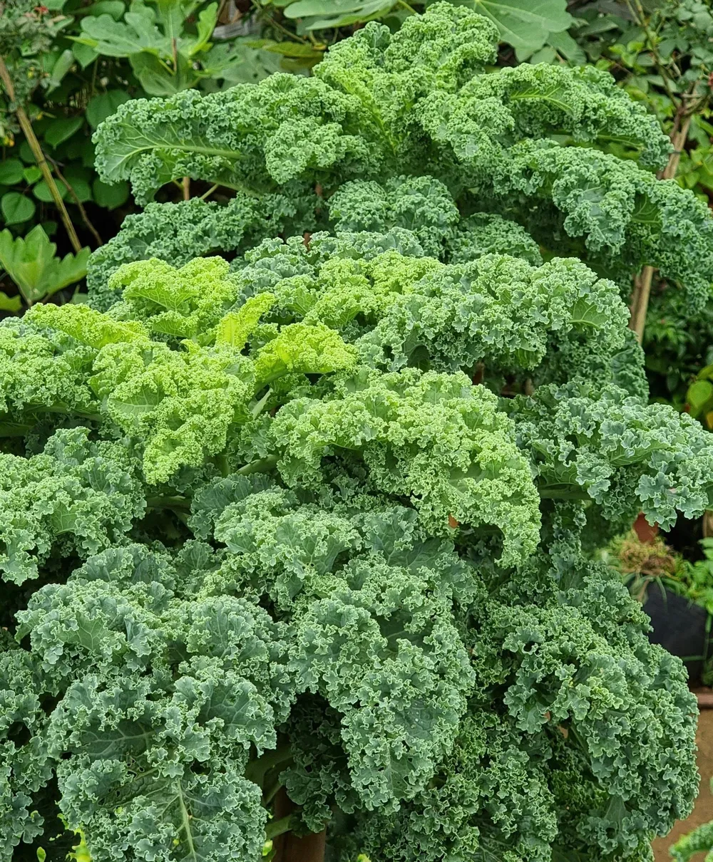 Giống cải kale cũng rất dễ bị sâu ăn lá phá cây nên chị cũng dành thời gian mỗi ngày để quan sát, chăm bắt sâu bọ.