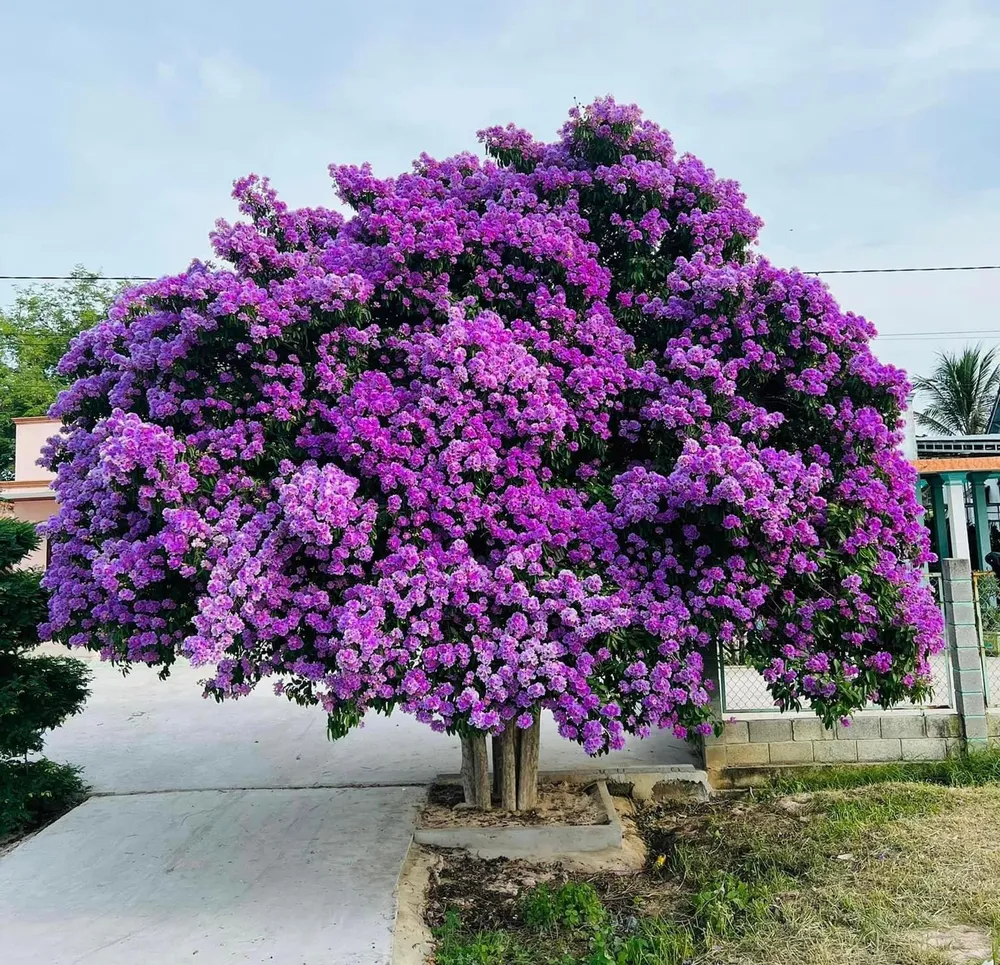 Cây cao khoảng 5m, đứng một mình trước khoảng sân nhỏ nhưng trổ sắc rực rỡ, từng chùm đơm bông tím rịm.