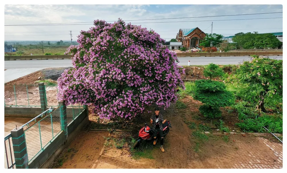Cây bằng lăng xoè tán rộng tròn, hoa nở bung rất đều và dày từ trên ngọn xuống thân, ngắm ở bất cứ gốc độ nào cũng đều thấy đẹp. Ảnh: Hùng Quốc