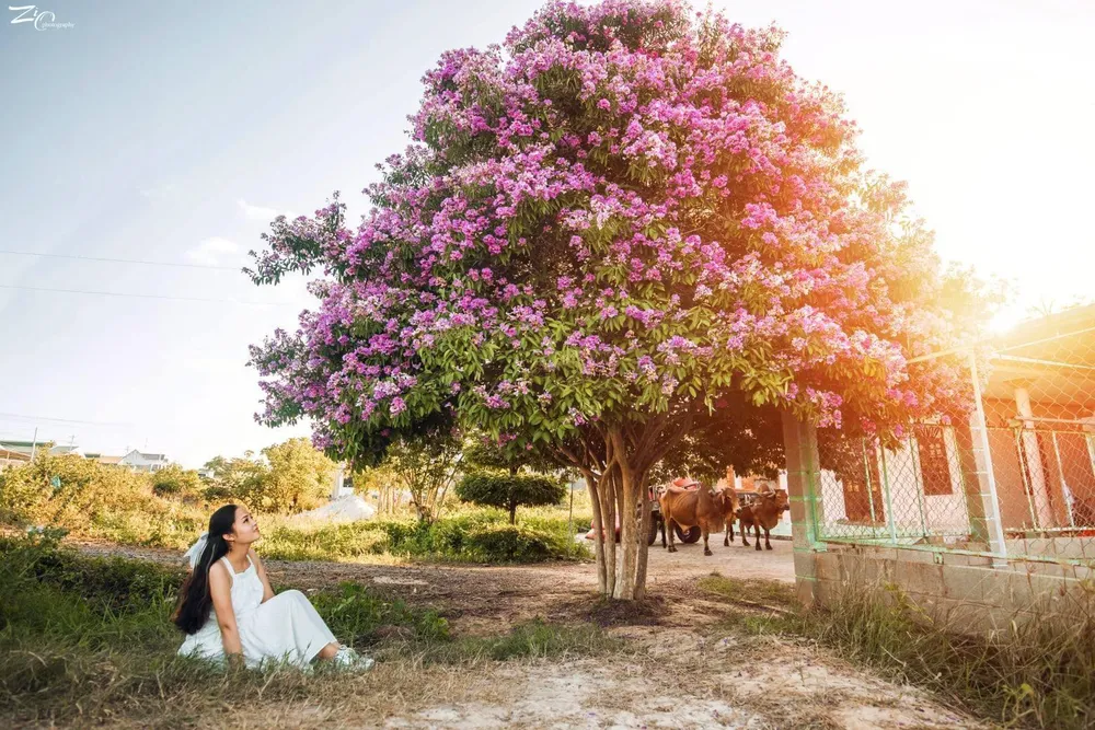 Có người yêu thích nên ngã giá, hỏi mua cây nhưng gia đình ông Ban không có ý định bán. Ảnh: Hùng Quốc