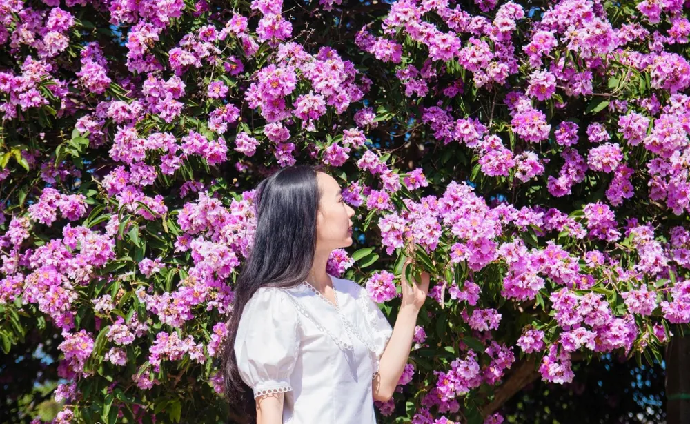 Nhiều người đùa bảo: “Màu tím đẹp quá, tôi chẳng cần dùng app vẫn lên hình lung linh”.