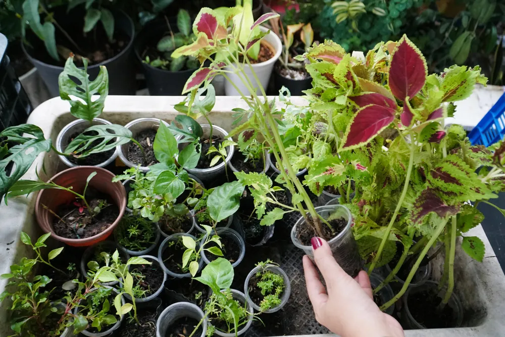 Dù chỉ có giá 1.000 đồng nhưng cây trồng đều rất đa dạng chủng loại từ các loại hoa, cây bonsai, cây rau, cây làm thuốc… đều có đủ. Tất cả được chuẩn bị tươm tất, trồng trong các ly nhựa nhỏ, sắp xếp ngay ngắn vào các khuây. Dù chỉ có giá 1.000 đồng nhưng cây trồng đều rất đa dạng chủng loại từ các loại hoa, cây bonsai, cây rau, cây làm thuốc… đều có đủ. Tất cả được chuẩn bị tươm tất, trồng trong các ly nhựa nhỏ, sắp xếp ngay ngắn vào các khuây.