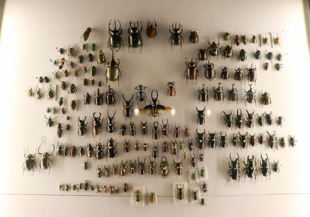 Các loài bọ có kích thước khác nhau: có loài nhỏ cỡ móng tay út, có loài to bằng bàn tay… Các loài bọ có kích thước khác nhau: có loài nhỏ cỡ móng tay út, có loài to bằng bàn tay…