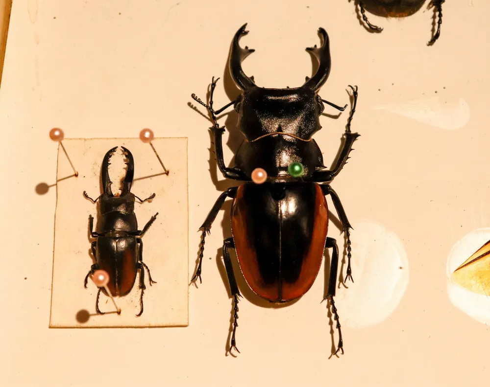 Bọ kẹp kìm (bìa trái) là mẫu tiêu bản đầu tiên Anh Kiệt sưu tầm được vào cuối năm 2015. Bọ kẹp kìm (bìa trái) là mẫu tiêu bản đầu tiên Anh Kiệt sưu tầm được vào cuối năm 2015.